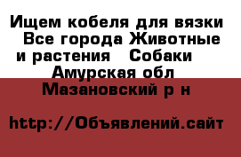 Ищем кобеля для вязки - Все города Животные и растения » Собаки   . Амурская обл.,Мазановский р-н